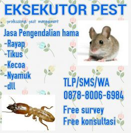 membasmi rayap di rumah anda 50rb/meter