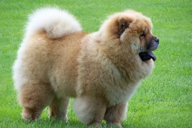 vaksin anjing di pakuwon city