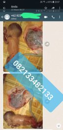 Obat Penggugur Kandungan ® WA.082133482133 Asli PONTIANAK