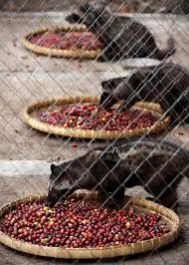 memberikan tips dan trik untuk budidaya kopi luwak