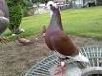kami menjual berbagai burung merpati atas maupun dasar (sprint)