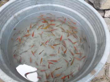 kasih kamu ikan guppy dan platy seember 70 ekor