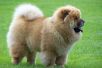 vaksin anjing di pakuwon city