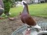 kami menjual berbagai burung merpati atas maupun dasar (sprint)