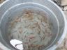 kasih kamu ikan guppy dan platy seember 70 ekor