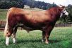 berbagi teknik cara penggemukan sapi daging