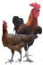 Memberi informasi tentang beternak ayam kampung